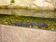 Riesensalamanderanlage Tierpark Chemnitz