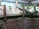 Riesensalamanderanlage Tierpark Chemnitz