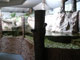 Riesensalamanderanlage Tierpark Chemnitz